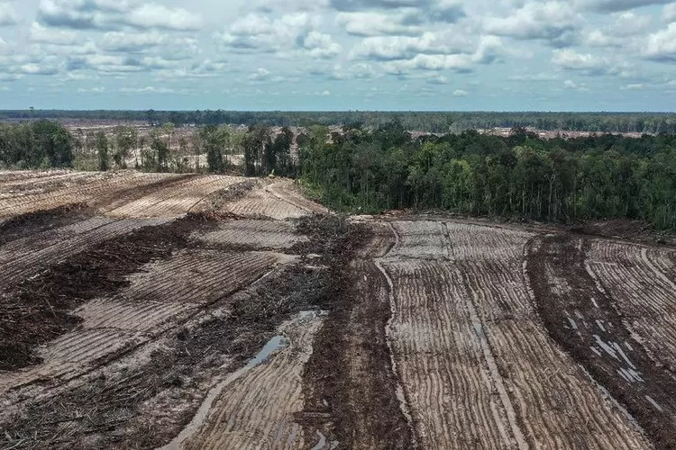 Hamparan lahan Food Estate di Kalimantan Tengah  yang gagal.