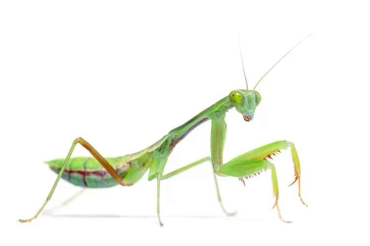 Ini dia beberapa mitos hewan yang dipercaya menjadi pembawa hoki jika masuk rumah anda. (Freepik/ lifeonwhite)