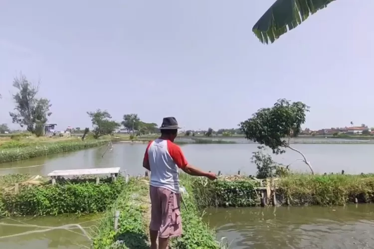 Petani memberi makan ikan di tambak Desa Turun rejo Kecamatan Brangsong.  ((edi prayitno/kontributor kendal))