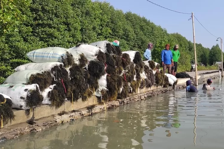 Para pekerja sedang memanen rumput laut di tambak Desa Purworejo, Kecamatan Bonang, Kabupaten Demak.   (Zaidi)