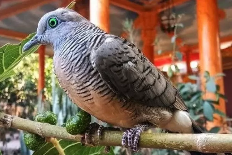  Ini dia deretan tuah burung perkutut Katuranggan Mustikaning Manuk yang menjadi burung langka dan istimewa. (istimewa)