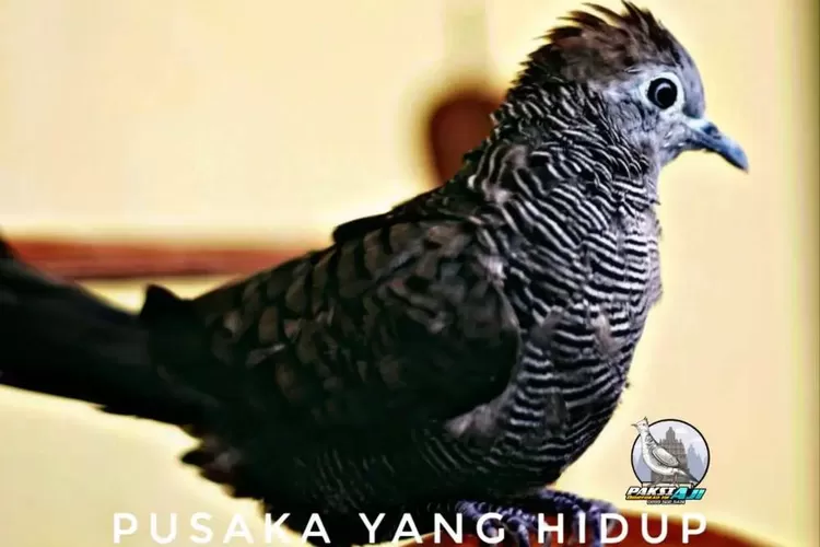 Ini adalah informasi mengenai apakah burung perkutut katuranggan Cemani menang melawan khodam Genderuwo. (olx)