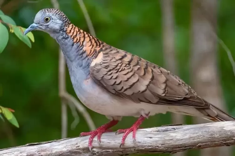Burung perkutut katuranggan Gedong Minep punya tuah sakti yang bikin heboh ini. (istimewa )
