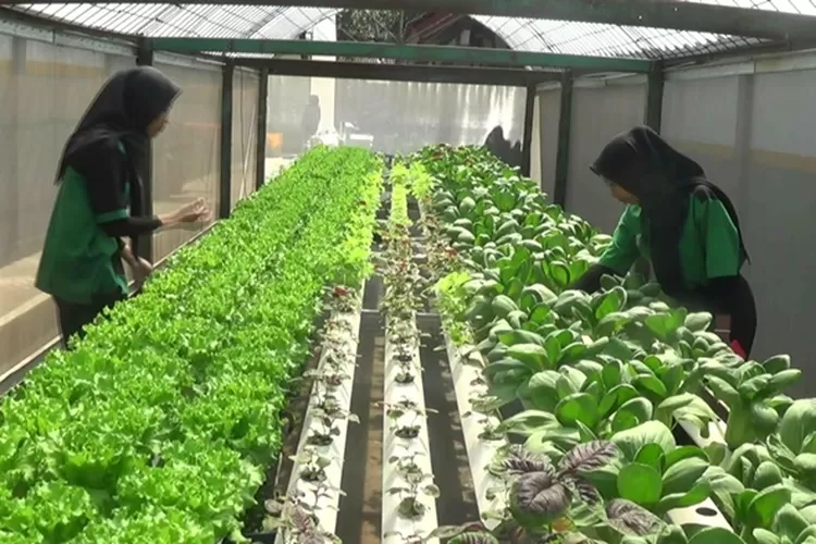 Sayuran hidroponik yang ditanam di SMKN6 Kendal menjadi unggulan di bidang pertanian.  (edi prayitno/kontributor Kendal)