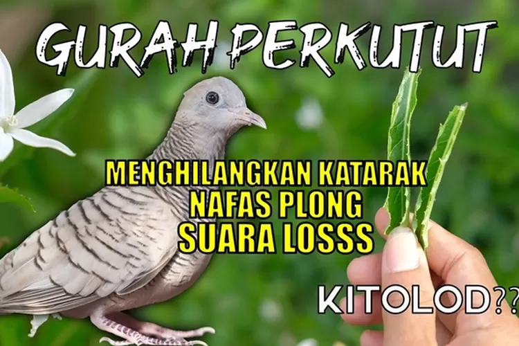 Suara Los! Begini Cara Ampuh Gurah Perkutut Cepat Sembuhkan Serak ...