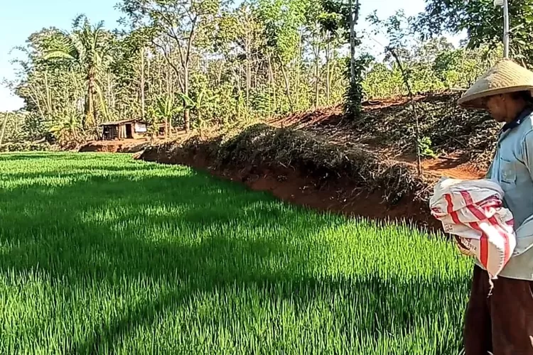 Petani Dusun Kaligedang Desa Kalirejo Singorojo menebar pupuk di sawah.  ((edi prayitno/kontributor Kendal))