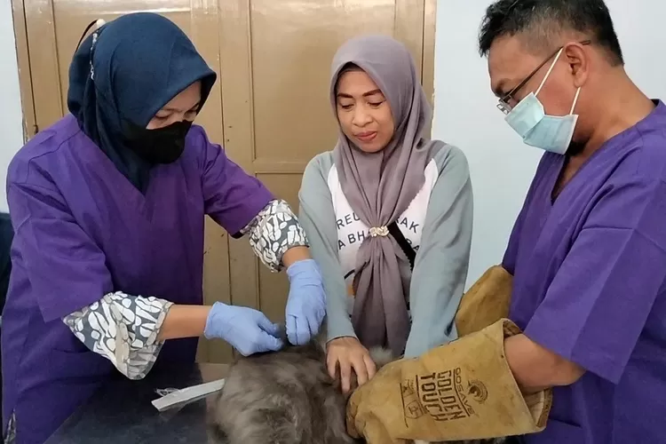 Petugas Dislutkanak Batang vaksinasi hewan peliharaan dinPuskeswan Batang.  (Foto: dok)