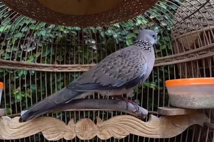 Ini informasi soal 5 mitos yang umum dipercaya mengenai burung perkutut. (pixabay)