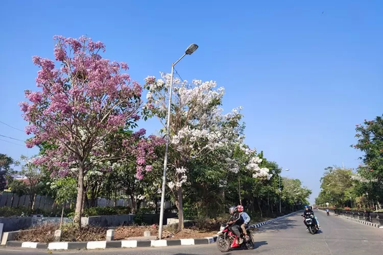 Bunga Tabebuya bermekaran di Jalan Madukoro Semarang.  (Istimewa)