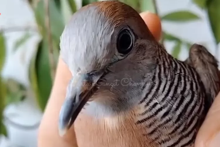  ciri fisik burung perkutut katuranggan Gendowo Sabdo ini sangat khas dan unik (YouTube Harta Langit Channel)