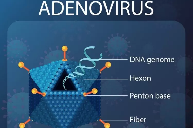 Apa Itu Adenovirus, Seluk Beluk Virus DNA Bisa Serang Manusia dan Hewan