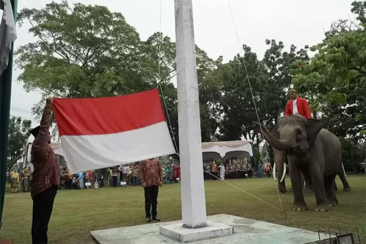 Tiga ekor gajar di BBKSDA Riau dilibatkan dalam Upacara Bendera di HUT Indonesia ke-78. (riau pos)