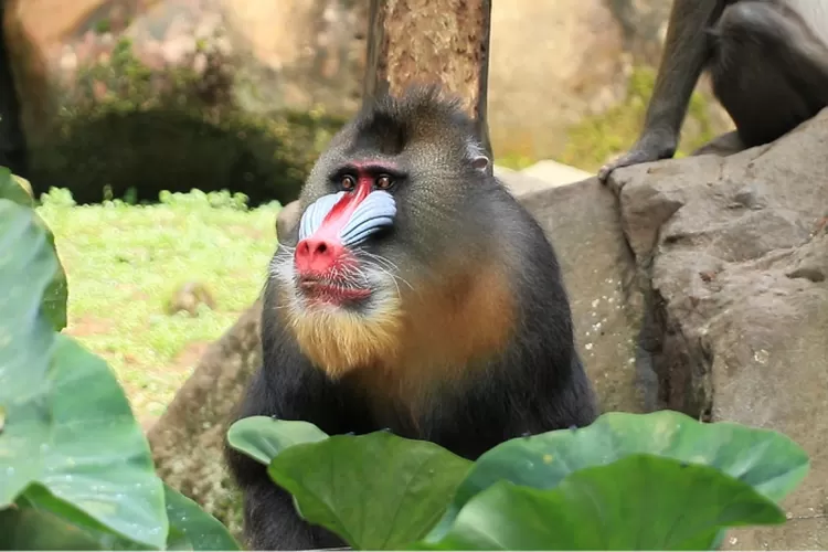 Kenali monyet dukun Mandril, primata berukuran besar dengan riasan wajah