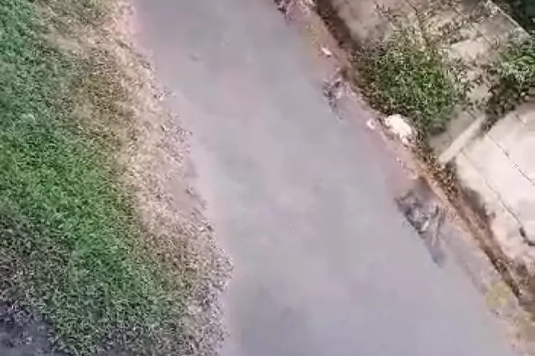 Kemunculan grombolan monyet liar di Perumahan Anyelir 3, Kelurahan Kalimulya, Kecamatan Cilodong, pada Selasa 