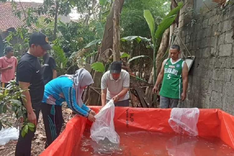 Kasi Ekonomi dan Pembangunan (Ekbang) Kelurahan Krukut, Sriwati menebar benih ikan di kolam milik warga. (RADAR DEPOK)