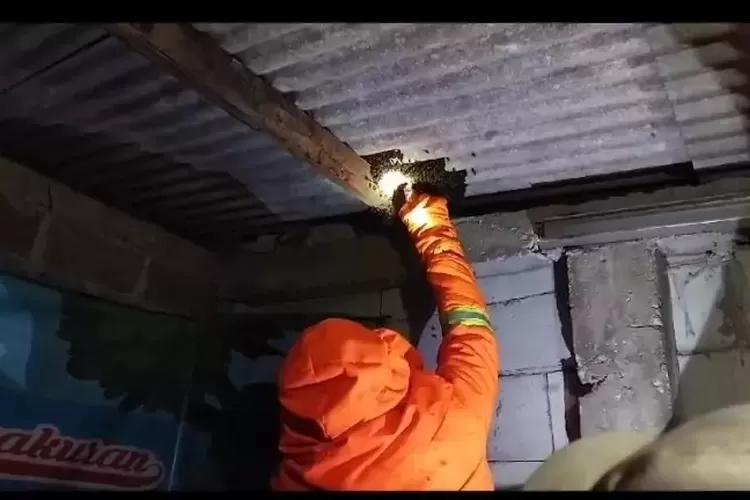 Petugas Damkar dan Penyelamatan Depok saat melakukan evakuasi sarang lebah madu di atap rumah warga di Jalan Madrasah RT2, RW5, Kelurahan Kalibaru, Kecamatan Cilodong. (Andika Eka )