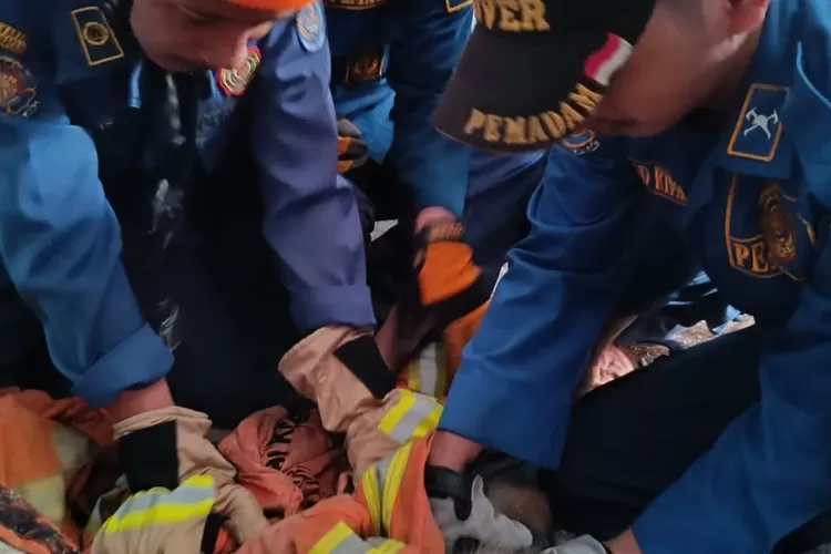 Evakuasi gerombolan monyet liar ganas yang berkeliaran di wilayah Kelurahan Cipayung Jaya, Kecamatan Cipayung (Andika Eka)