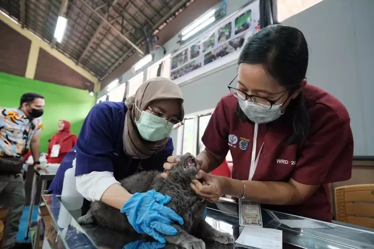 Hewan kucing diberikan vaksinasi rabies oleh petugas DKP3 Kota Depok. (Andika Eka)