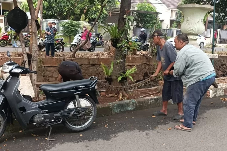 Ular sanca kembang sepanjang tiga meter memasuki Perumahan Depok Maharaja, Kecamatan Pancoranmas, Kelurahan Rangkepan Jaya, Kota Depok.