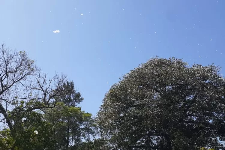 Rontokan kapuk dari pohon randu yang ada di halaman Kampus IPB layaknya 'hujan salju' seperti musim dingin di Eropa. (dok warga)