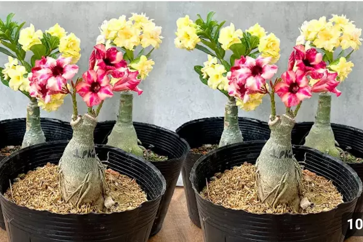 BUNGA ADENIUM Super Cantik: Cara Mencangkok Cabang untuk Tanaman Berbunga  Melimpah - Timenews - Halaman 2