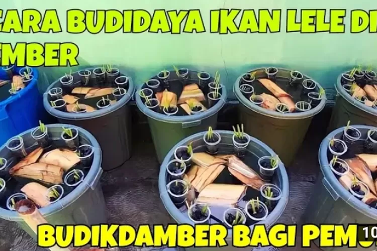 Alternatif Di Era Pandemi BUDIDAYA IKAN LELE Di Ember Budikdamber Bagi ...