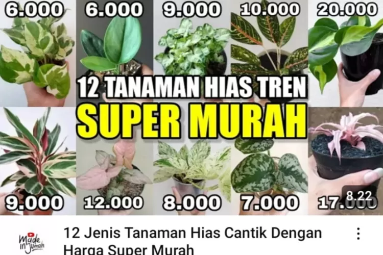 12 jenis tanaman hias yang lagi trend dan cantik dengan harga super murah. (Tangkapan layar YouTube Made in Jumah)