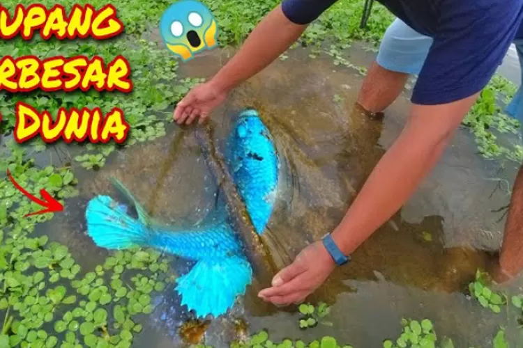 Giant Betta, Ikan cupang terbesar di dunia (Tangkap layar channel YouTube Bengkel Anime )