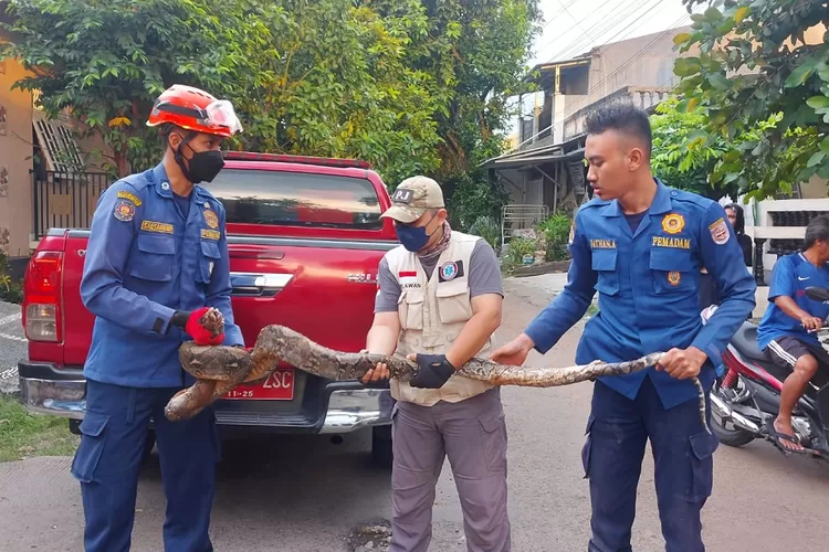 EVAKUASI : Damkar Kota Depok berhsil mengamankan seekor ular sanca yang masuk ke pemukiman warga di Jalan Puri Raya No61, Kelurahan Abadijaya, Kecamatan Sukmajaya, Kota Depok. ANDIKA EKA/RADAR DEPOK 