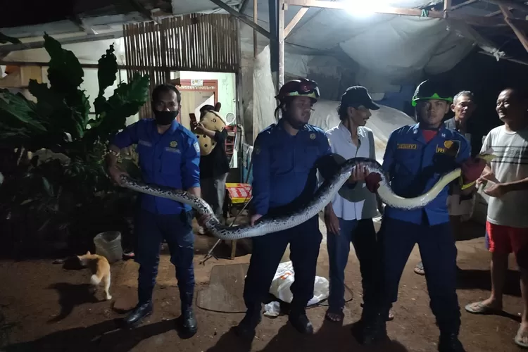 EVAKUASI : Damkar Kota Depok berhasil mengamankan ular yang masuk ke pemukiman warga di Jalan Gandaria 1 RT1 RW6 Kelurahan Ratu Jaya, Kecamatan Cipayung. ANDIKAEKA/RADARDEPOK