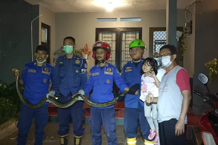 EVAKUASI : Ular piton usai dievakuasi Damkar yang hendak memangsa anak kucing di Pesona Alam Residence, Kelurahan Depok, Kecamatan Pancoranmas Kota Depok, Sabtu (6/11) malam. ALDY RAMA/RADAR DEPOK 
