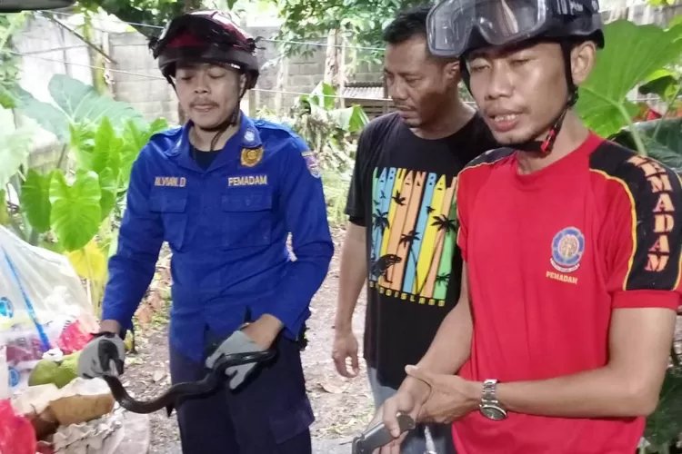 EVAKUASI : Damkar Kota Depok berhasil mengamankan seekor ular kobra yang masuk ke rumah  warga di Raja Gas Kalimulya, Kecamatan Cilodong. ANDIKA EKA/RADAR DEPOK