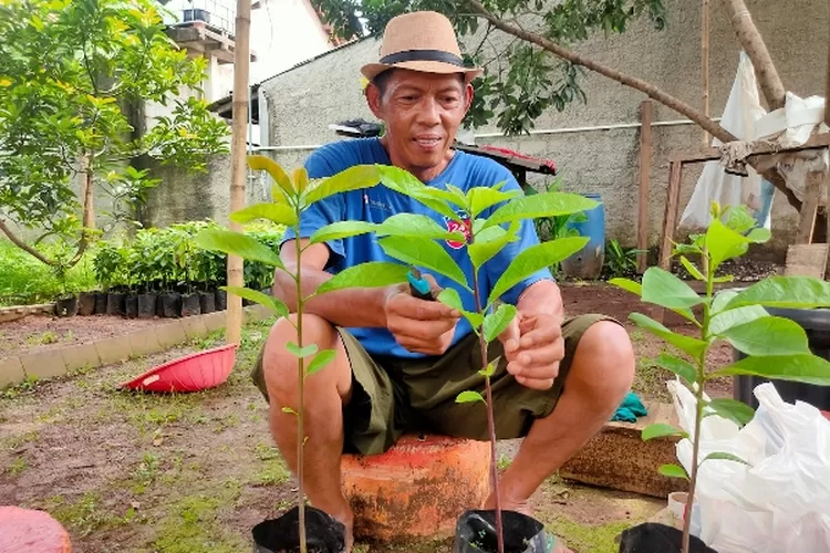 PEMBUATAN : Suhelmi melakukan proses penyambungan Entres Varietes Alpukat Miki, di Pekarangan keluarga, Selasa (13/12). WILDA APRIYANI/RADAR DEPOK