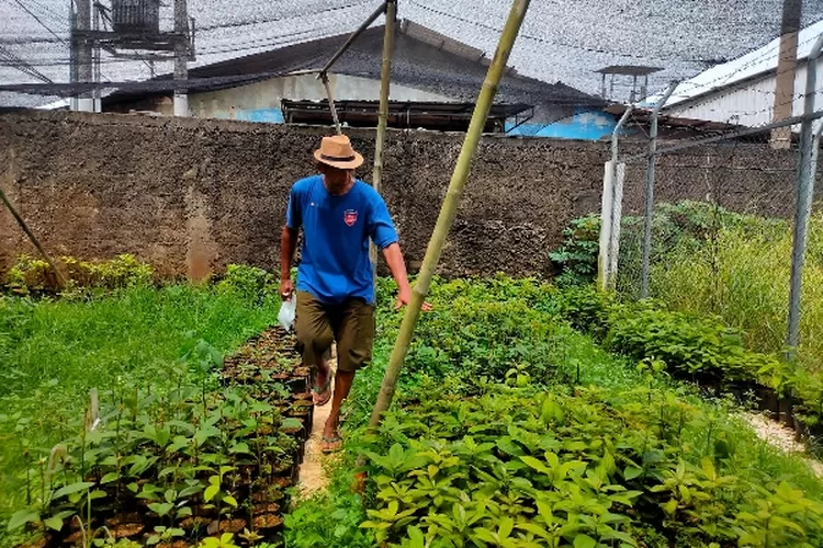 PEMBIBITAN : Pohon Alpukat guna penghijauan, Kampung berbudaya lingkungan di Kalimulya, Jalan Gg. H. Sarbinih RT1/1 Kelurahan Kalimulya, Cilodong, Kota Depok. Perawatan tanaman di kelola oleh Ketua Eco Village Kalimulya, Suhelmi, Selasa (13/12). WILDA APRIYANI/RADAR DEPOK