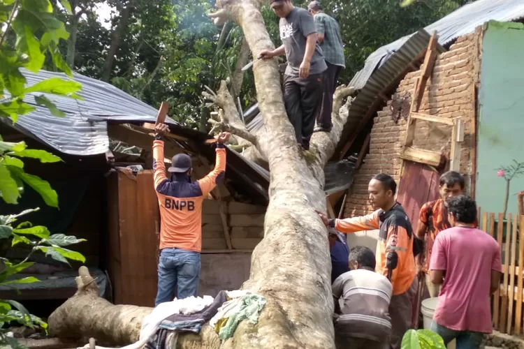 Personil BPBD Kota Padangsidimpuan bersama personil Polri dari Bhabinkamtibmas dan personil TNI dari Babinsa dibantu warga melakukan pembersihan dengan memotong dan mencincang batang serta ranting pohon yang  menimpa dua rumah warga di desa Sigulang Kecamatan Padangsidimpuan Tenggara Kota Padangsidimpuan, Kamis (11/3/2021).( Foto : Realitasonline / Riswandy)