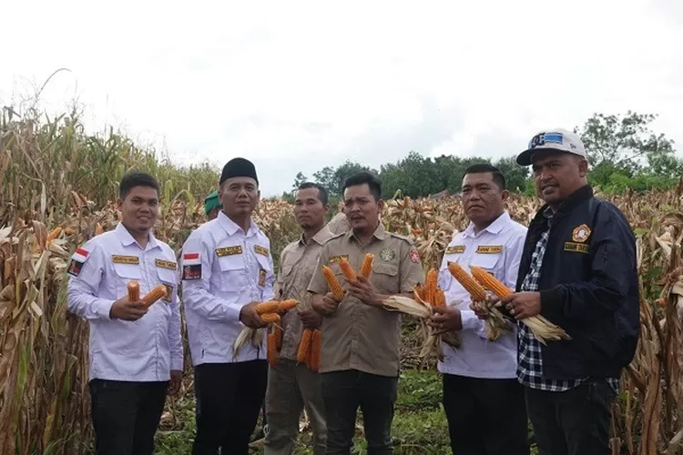 Jajaran pengurus Karang Taruna dan Taruna Tani kabupaten Paluta melakukan panen perdana demplot Kebun Percontohan komoditi jagung binaan Taruna Tani Paluta, Senin (25/04).(REALITAS/AKHIR S RAMBE)