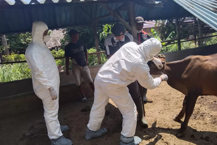 Petugas mengambil sample darah Sapi untuk memeriksa apakah terserang PMK. (Photo: Realitasonline.id/H.Guntur Sinaga)