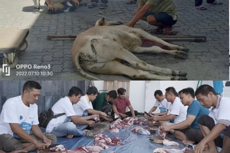 Panitia Qurban Bank Indonesia Pematangsiantar sembelih 4 ekor sapid an 3 ekor kambing pada Hari Raya Idul Adha 1443 H. (Realitasonline/Sya’ban Sinaga)