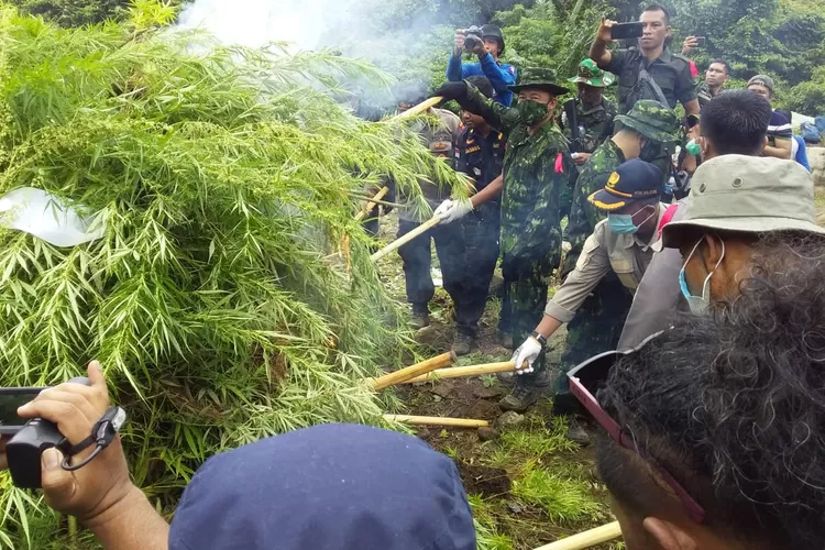 Teks photo: Tim BNN RI beserta Forkopimdan Aceh Selatan, melakukan pembakaran Ladang Ganja di wilayah Kecmatan Trumon Tengah., berlangsung Sabtu (22/10/2022).(realitasonline.id/zulmas)