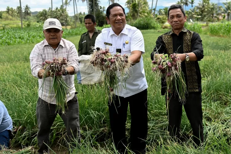 Wali Kota Padang Sidempuan Irsan Efendi Nasution, SH,MM bersama Rektor UISU Dr.H.Yanhar Jamluddin, MAP, mengikuti panen bawang merah di Desa Pudun Jae, Kecamatan Padang Sidempuan Batunadua, Kota Padang Sidempuan, (Foto : Realitasonline / Rahmat Irfansyah)