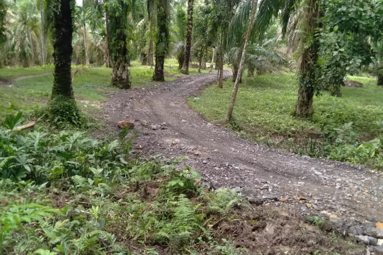 Proyek pengerasan jalan di gang Redoan Dusun II Desa Lobu Rampah. (Ist)