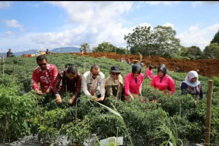 Bhayangkari cabang Tapsel dipimpin, Ny Fitri Imam Zamroni, mengikuti panen perdana cabai merah, dalam rangka mendukung program Ketahanan Pangan Tapsel, Jum’at (3/2/2023).(Foto : Realitasonline / Riswandy)