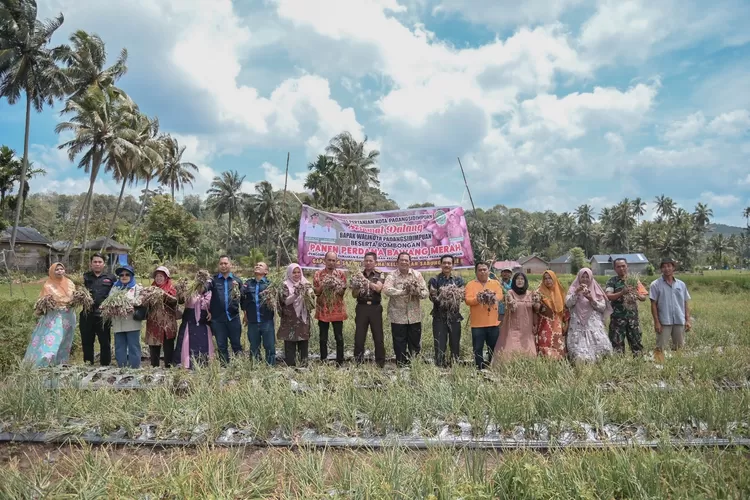 Walikota Padang Sidempuan Irsan Efendi Nasution panen raya bawang merah 