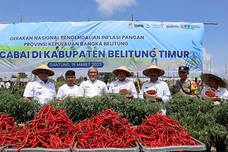 Kelompok Bina Tani Bentuk Kluster Petani Cabai di Belitung Timur