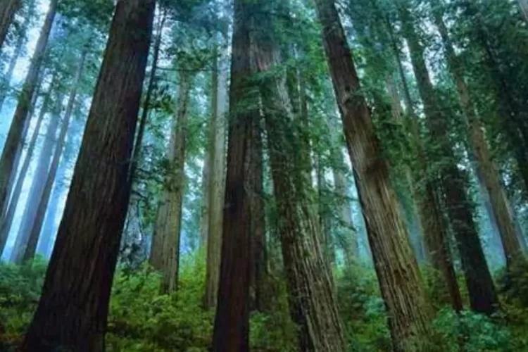 Hutan (Foto : Realitasonline / Ilustrasi)