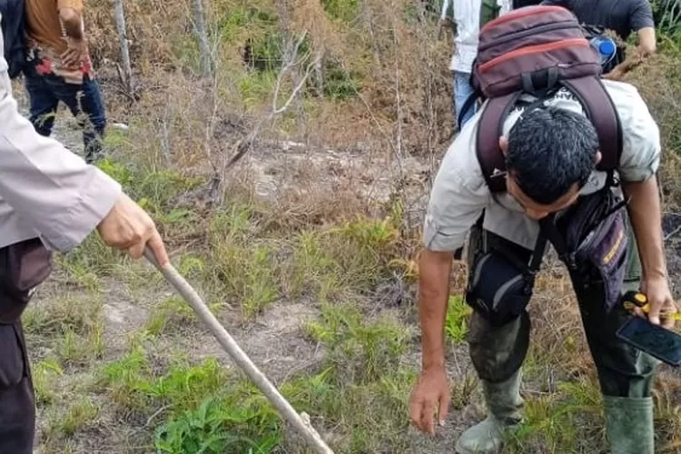 Tim dari BBKSDA Sumut melakukan penyisiran lokasi atas raibnya tiga ekor hewan ternak Lembu milik warga di Desa Lantosan Rogas.(Foto ; Realitasonline/Riswandy)  
