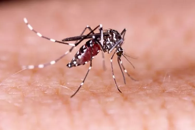 Nyamuk Demam Berdarah Dengue (DBD) 