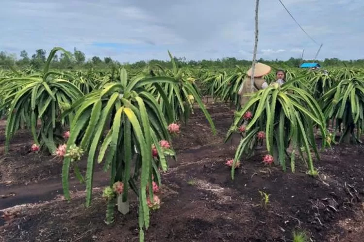 Kebun buah naga di lahan gambut. (Ist)