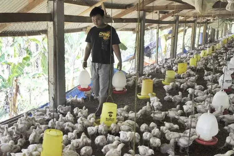 Peternakan ayam rakyat menderita akibat anjloknya harga ayam hidup. (Ist)