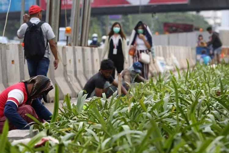 Gerakan menanam.pohon digalakan sebagai upaya meningkatkan kualitas udara di Jakarta.